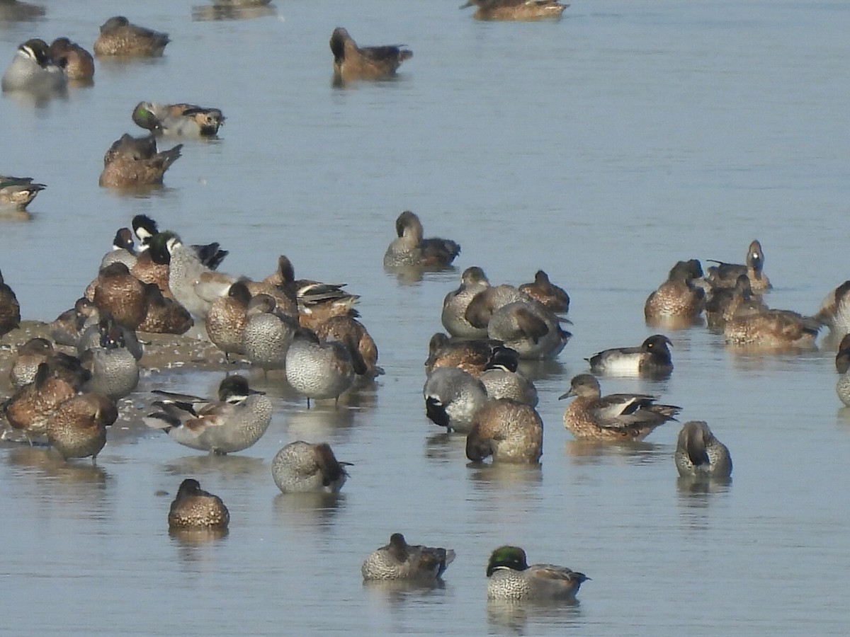 Falcated Duck - ML640708703