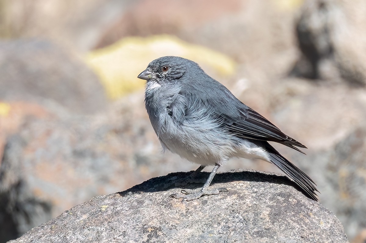 ノドジロヤマシトド - ML640708711