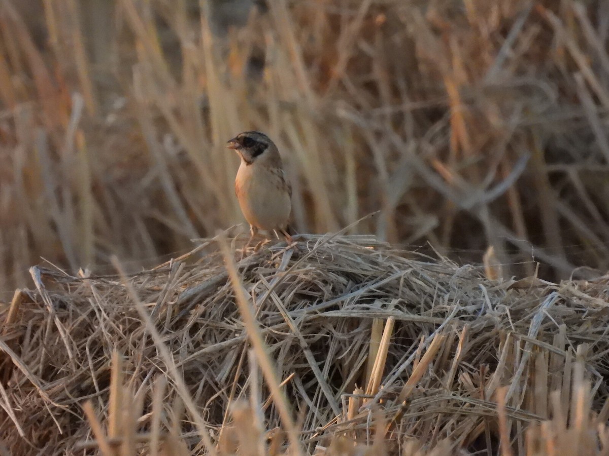 Ochre-rumped Bunting - ML640708748