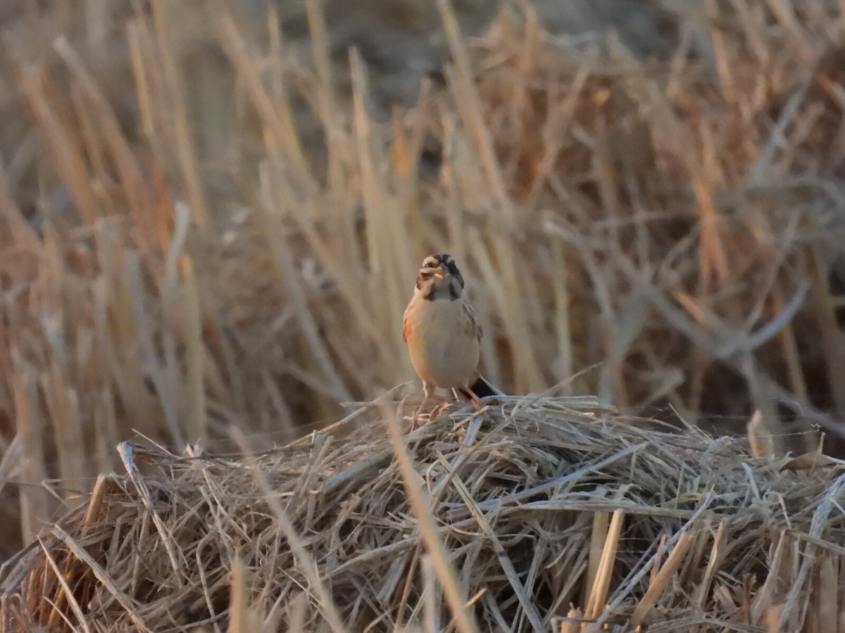 Ochre-rumped Bunting - ML640708749