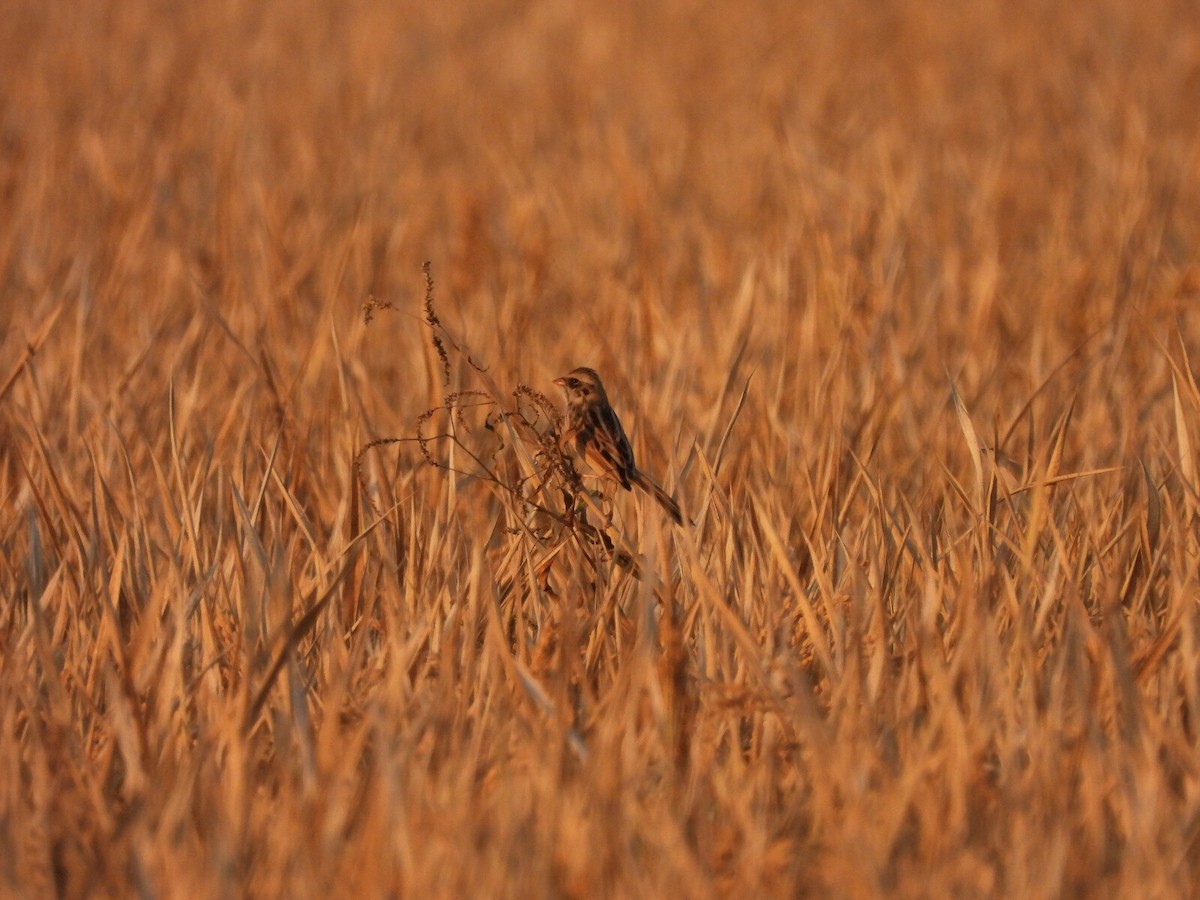 Ochre-rumped Bunting - ML640708750