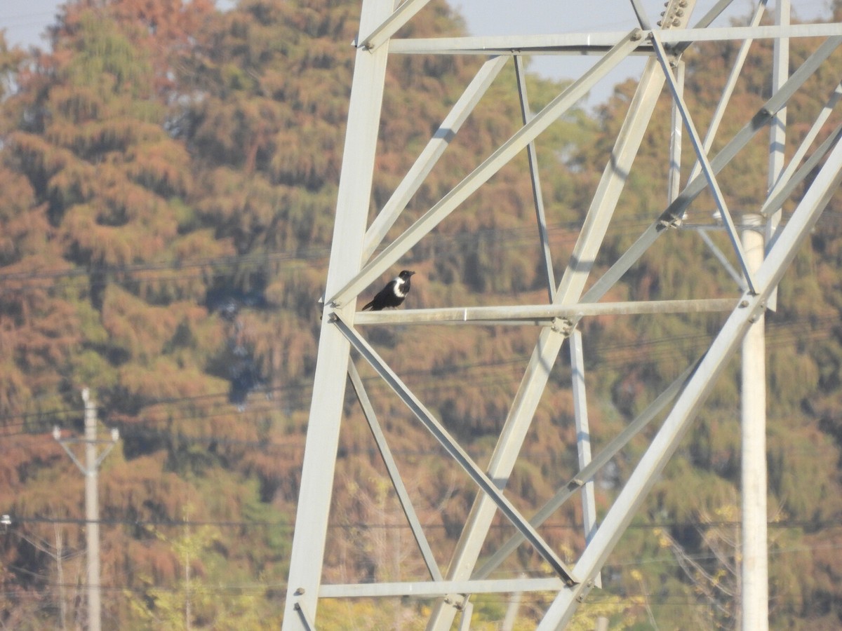 Collared Crow - ML640708760