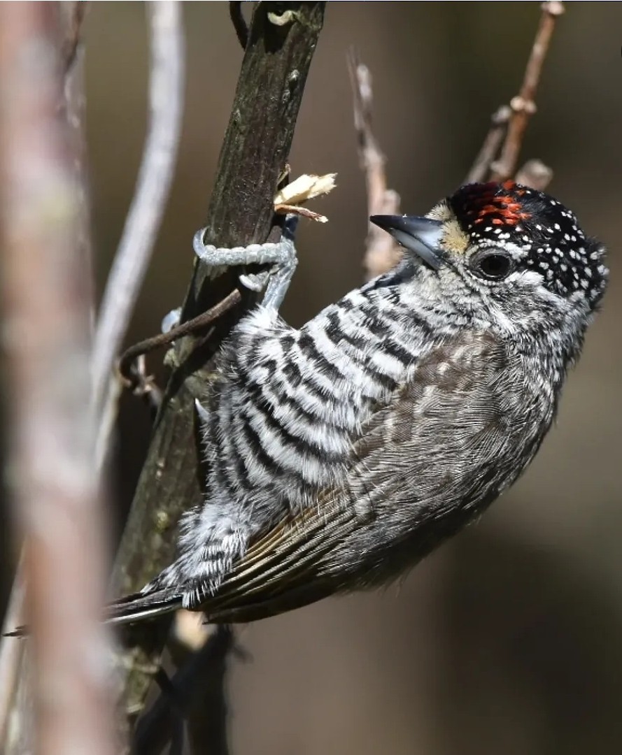 White-barred Piculet - ML640708761