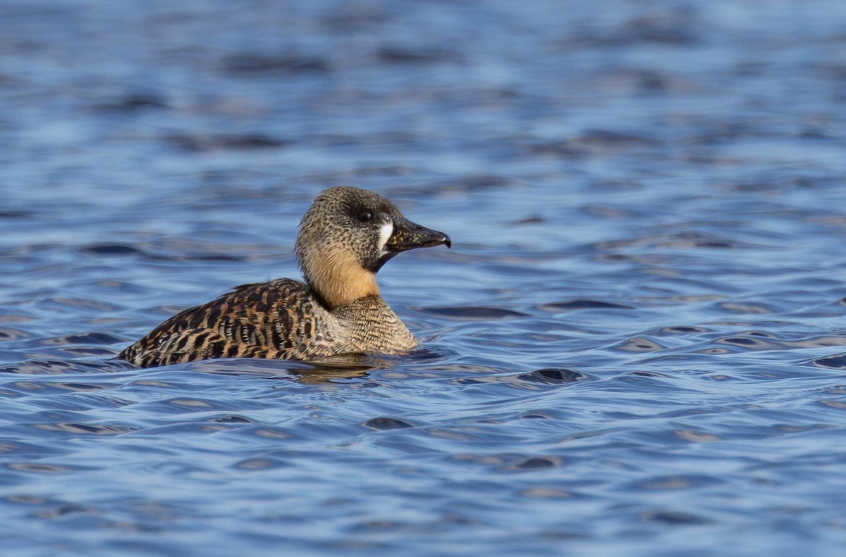 White-backed Duck - ML640708804