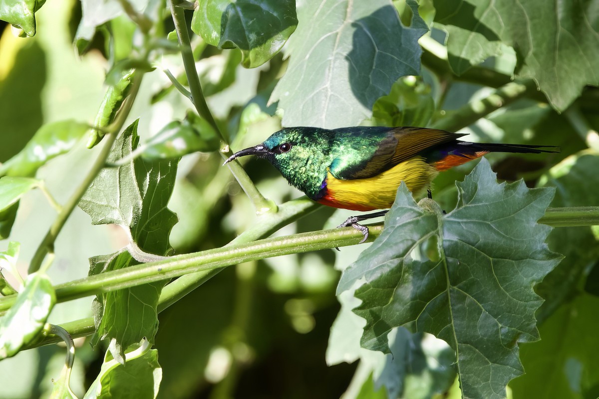 Regal Sunbird - ML640708835