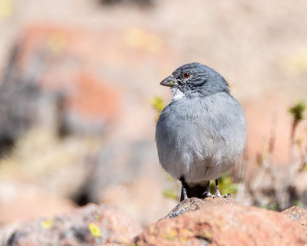 ノドジロヤマシトド - ML640708850