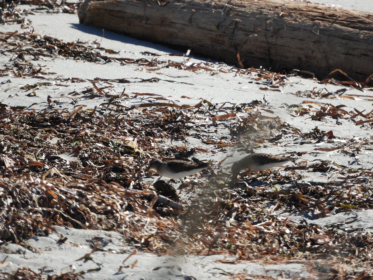 Least Sandpiper - ML640708853