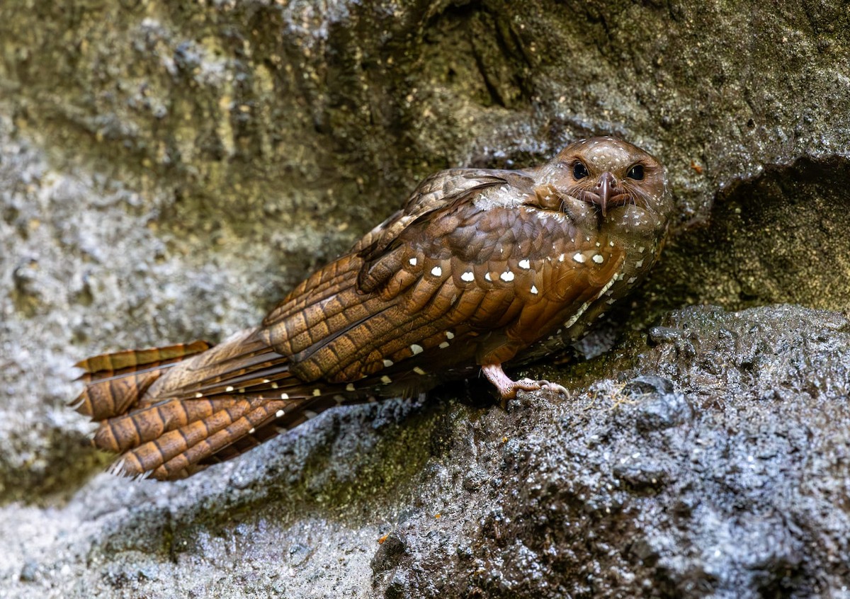 Oilbird - ML640708909