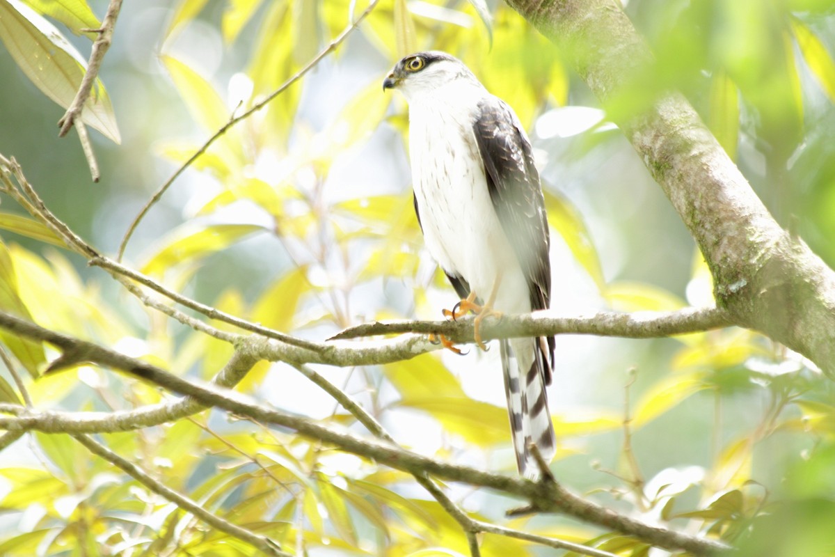 Sharp-shinned Hawk (White-breasted) - ML640708931