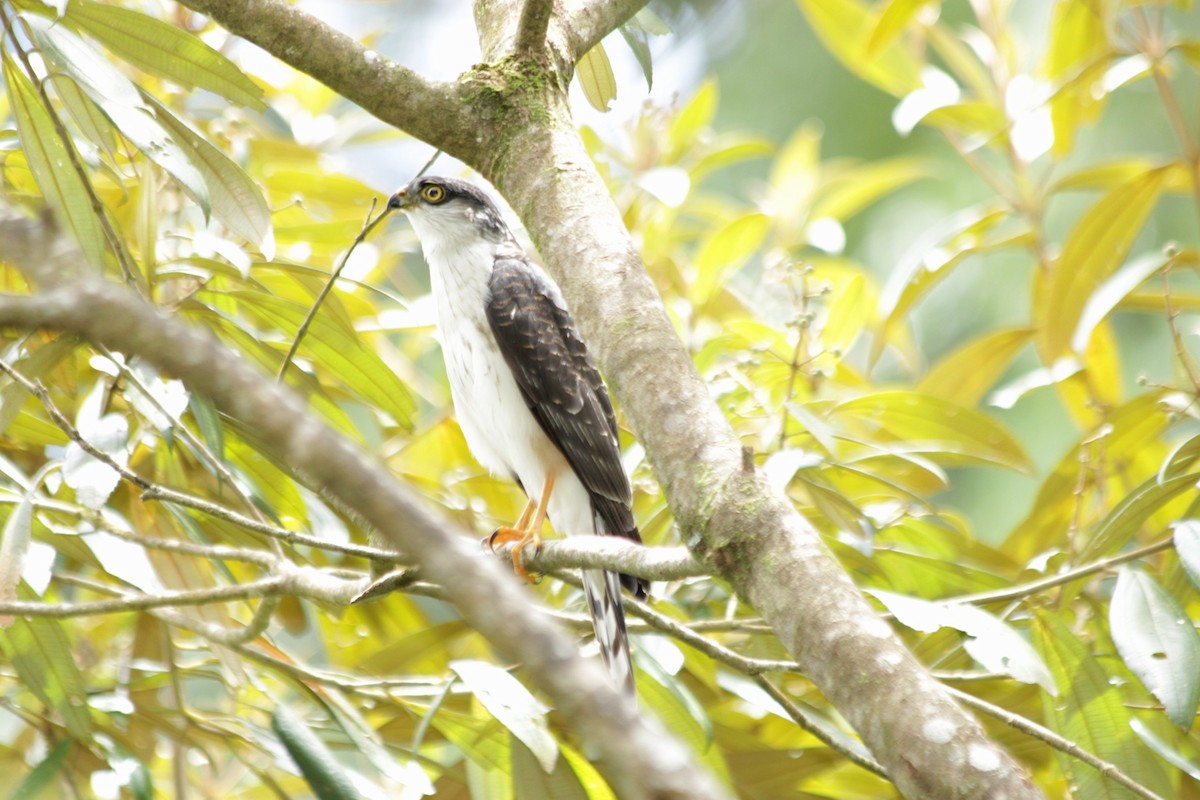 Sharp-shinned Hawk (White-breasted) - ML640708932