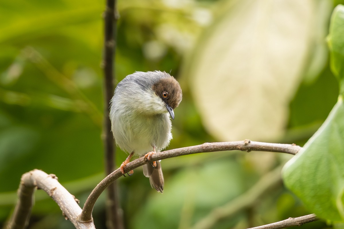 Brown-headed Apalis - ML640708950