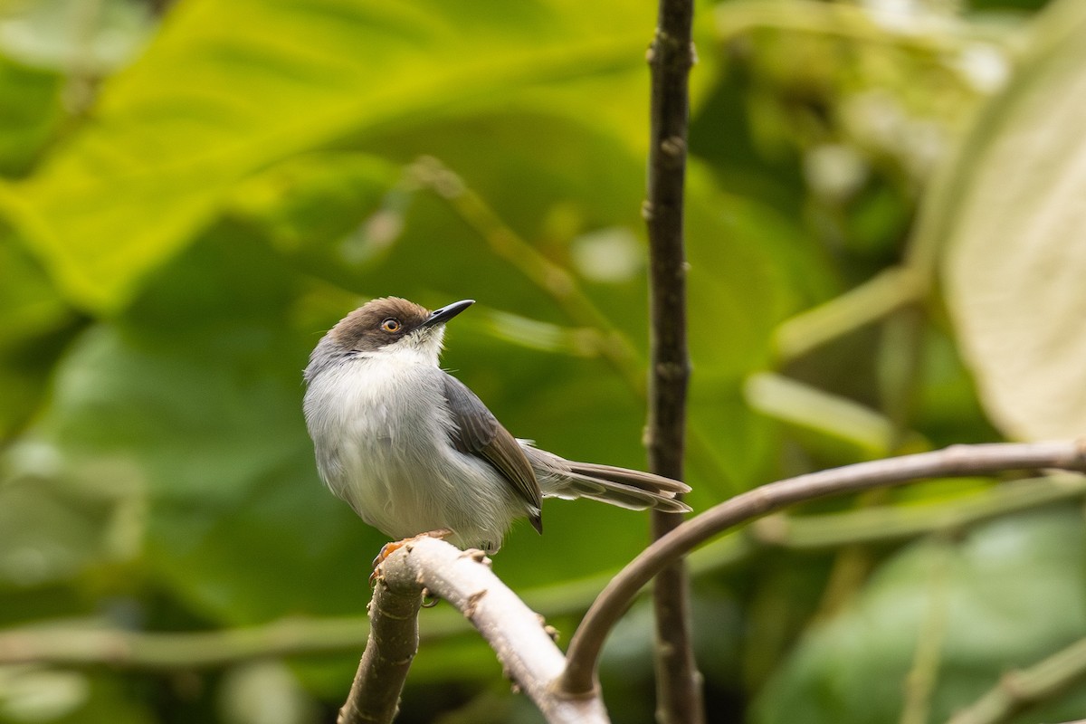 Brown-headed Apalis - ML640708951