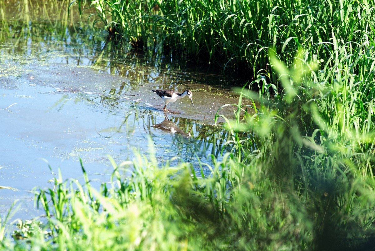 Black-necked Stilt - ML640708955