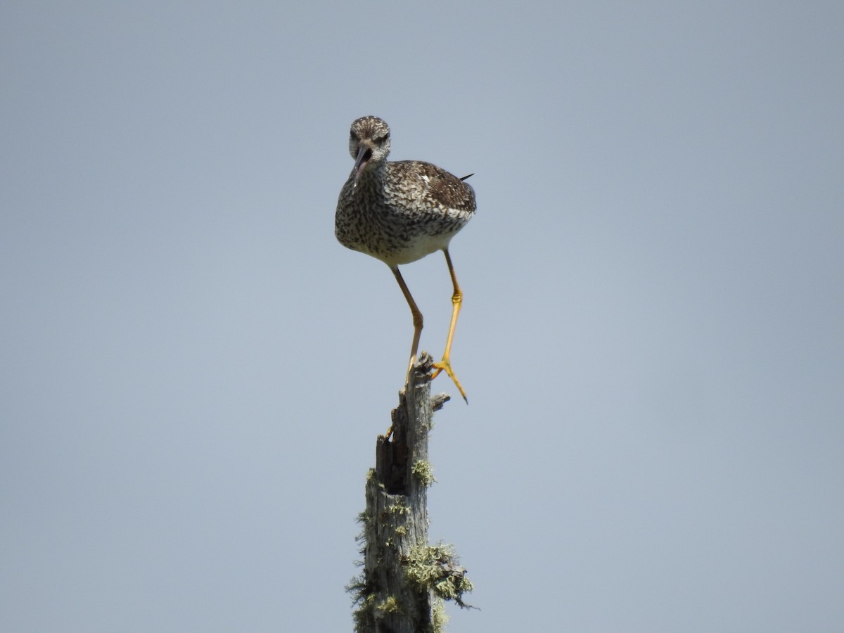 Lesser Yellowlegs - ML640708982