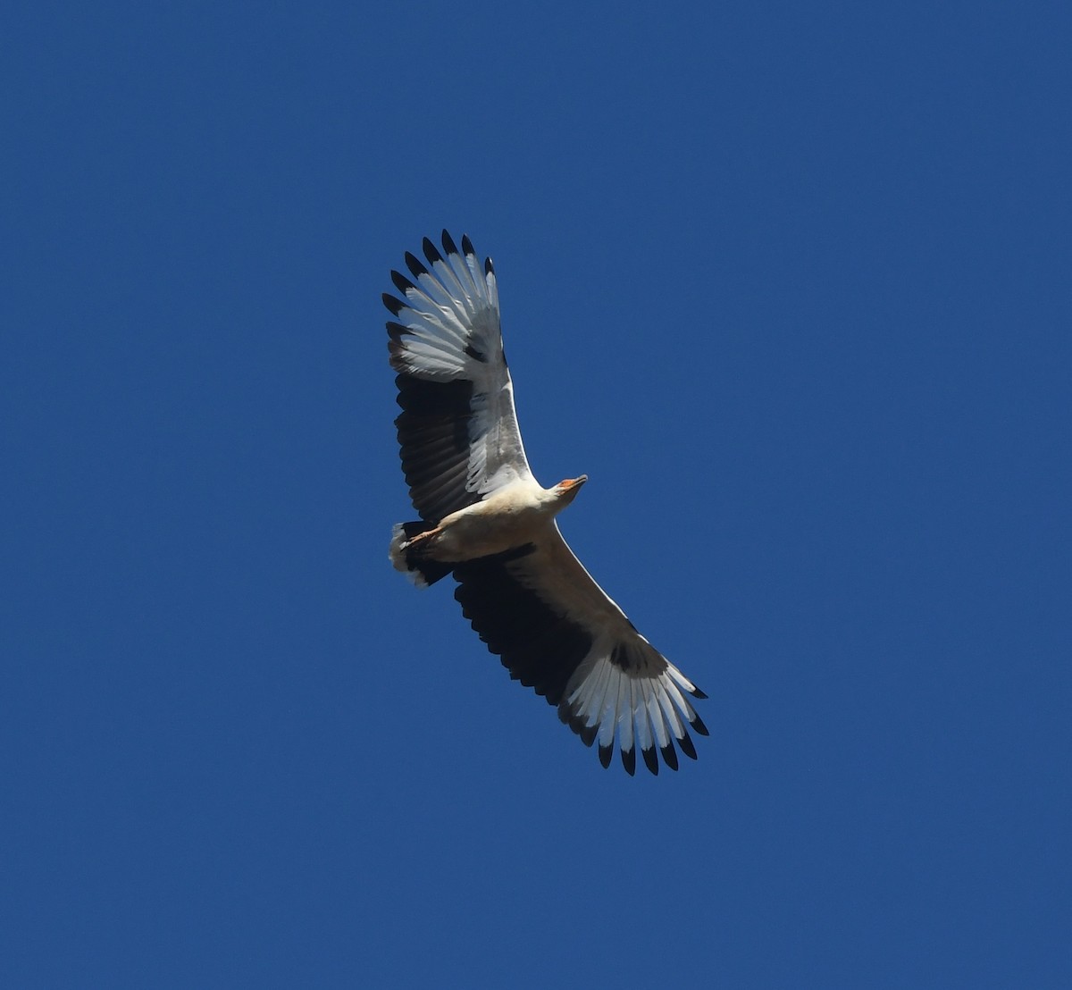 Palm-nut Vulture - ML640709108