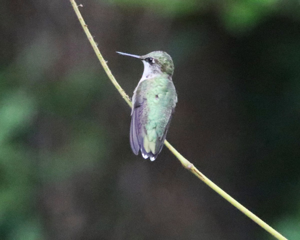 Ruby-throated Hummingbird - ML640709109