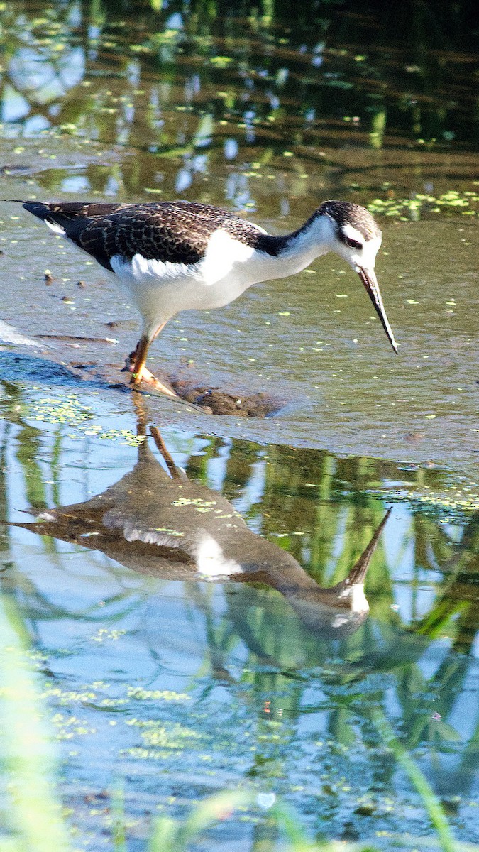 Black-necked Stilt - ML640709116