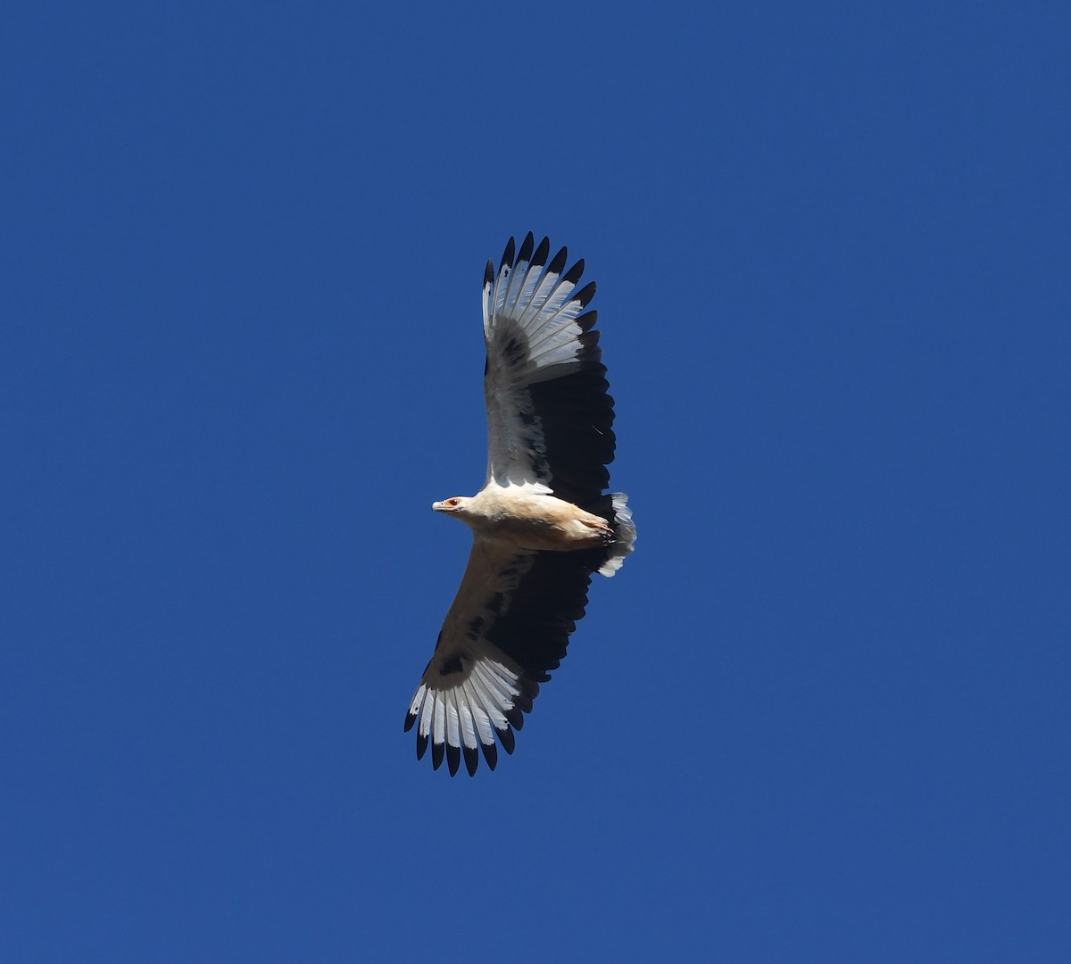 Palm-nut Vulture - ML640709118