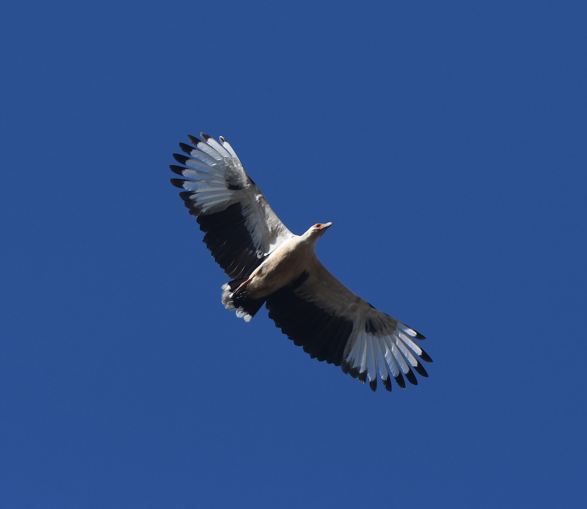 Palm-nut Vulture - ML640709143