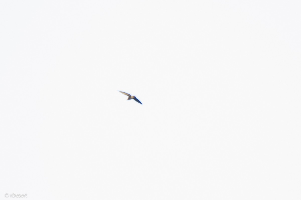 タンビハリオアマツバメ - ML640709144