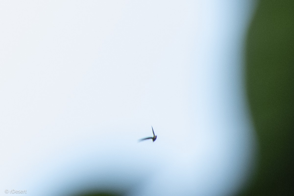 タンビハリオアマツバメ - ML640709145