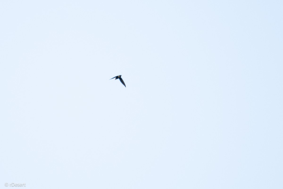 タンビハリオアマツバメ - ML640709147