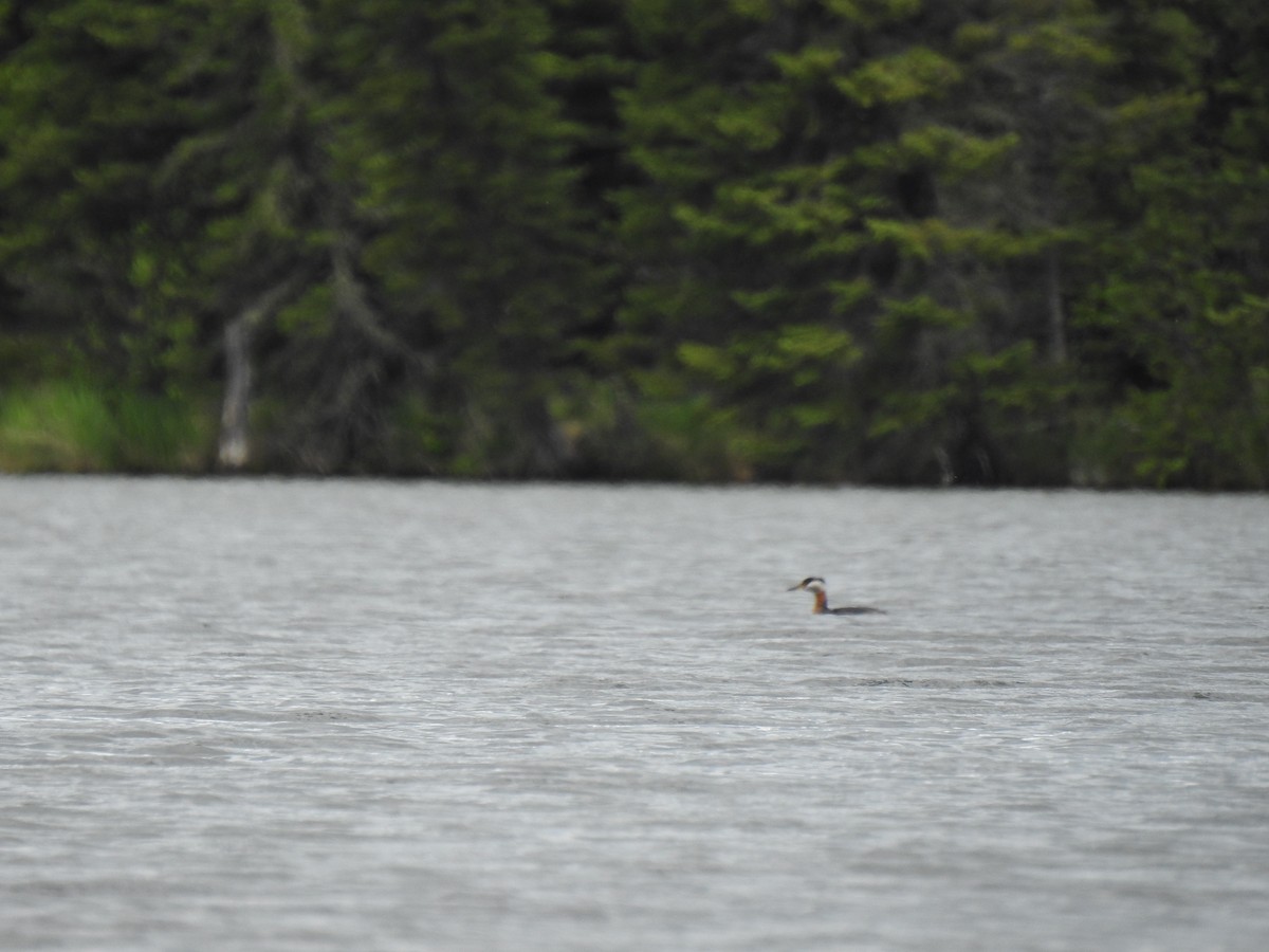 Red-necked Grebe - ML640709152