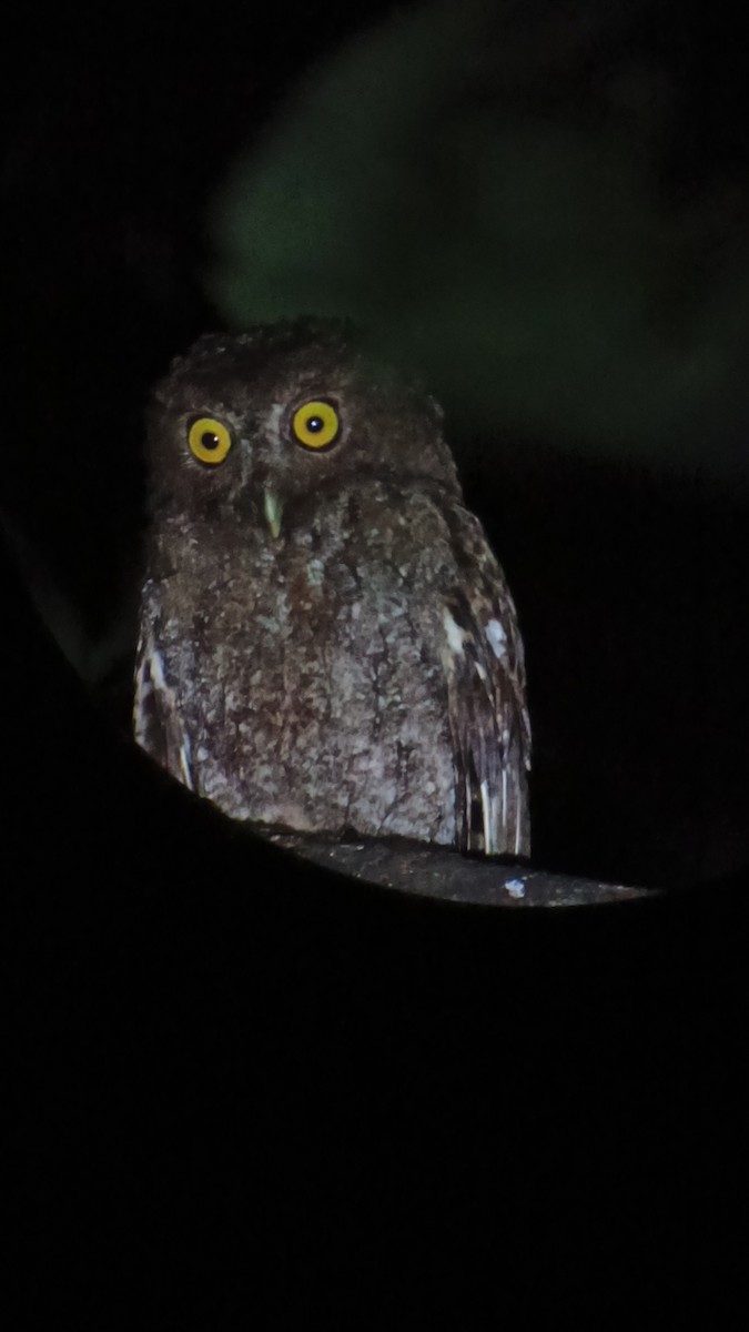 Choco Screech-Owl - ML640709154