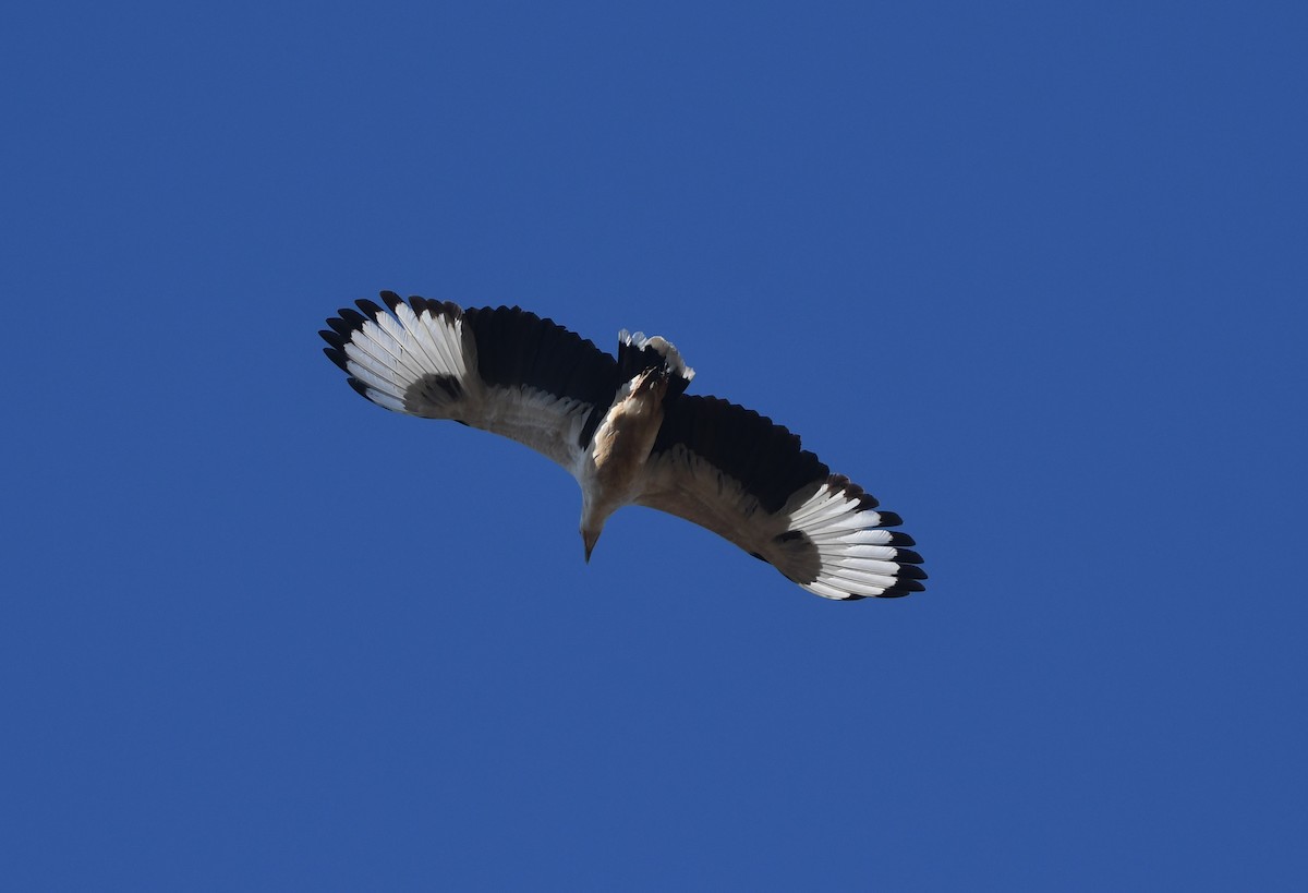 Palm-nut Vulture - ML640709167