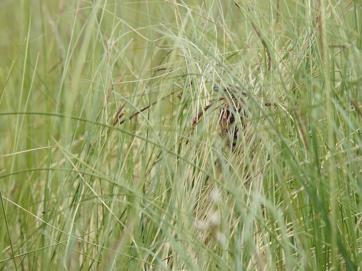 LeConte's Sparrow - ML640709179