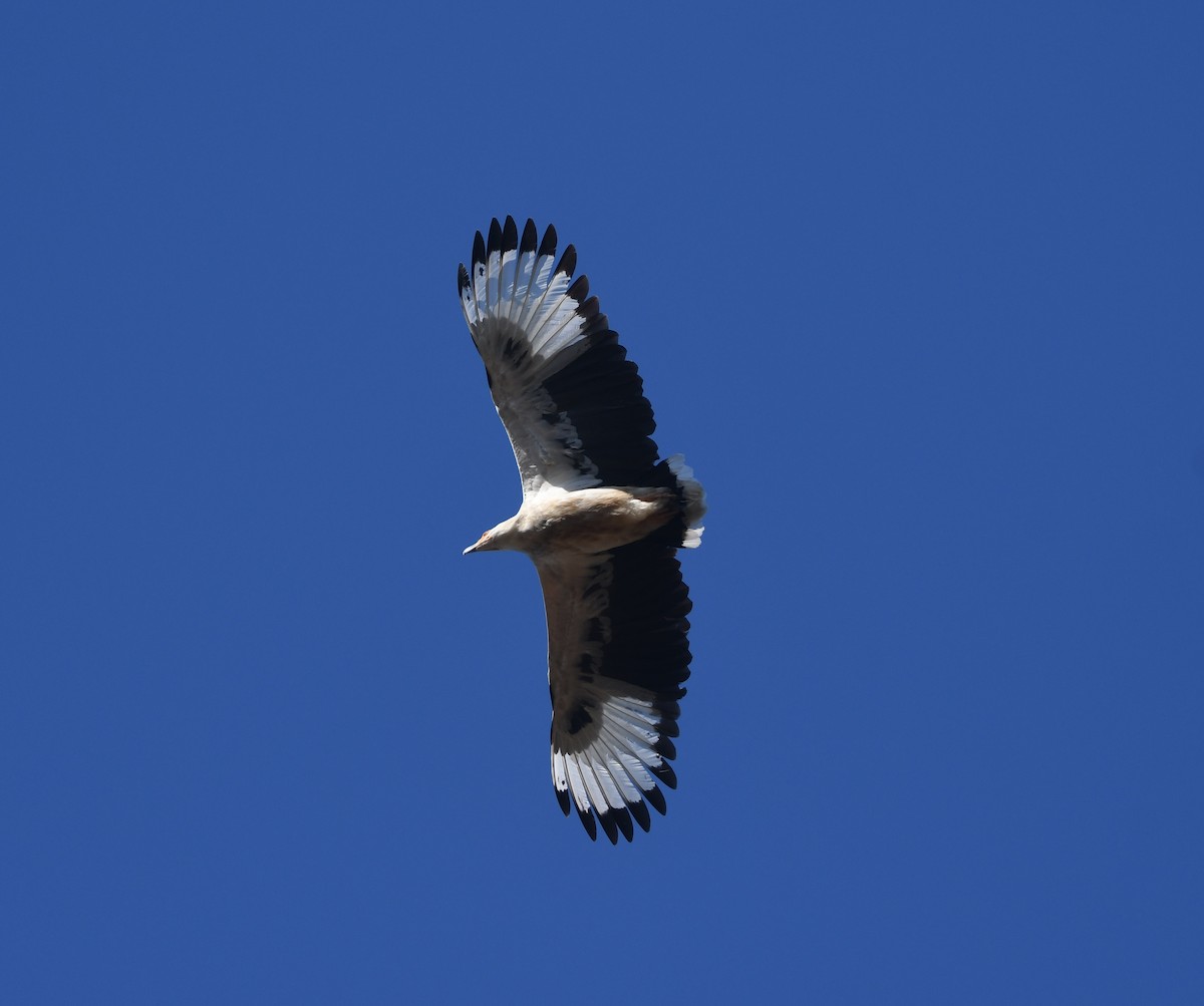 Palm-nut Vulture - ML640709183