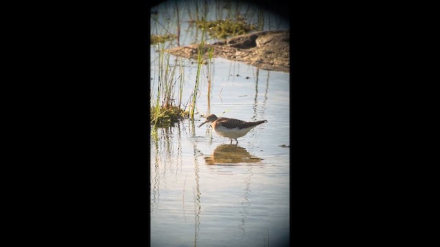 Einsiedelwasserläufer - ML640709195