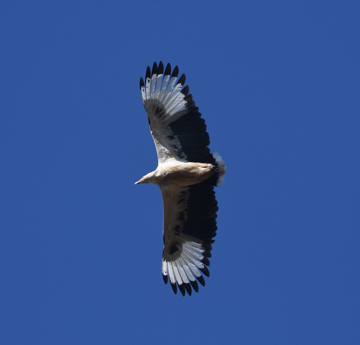 Palm-nut Vulture - ML640709205