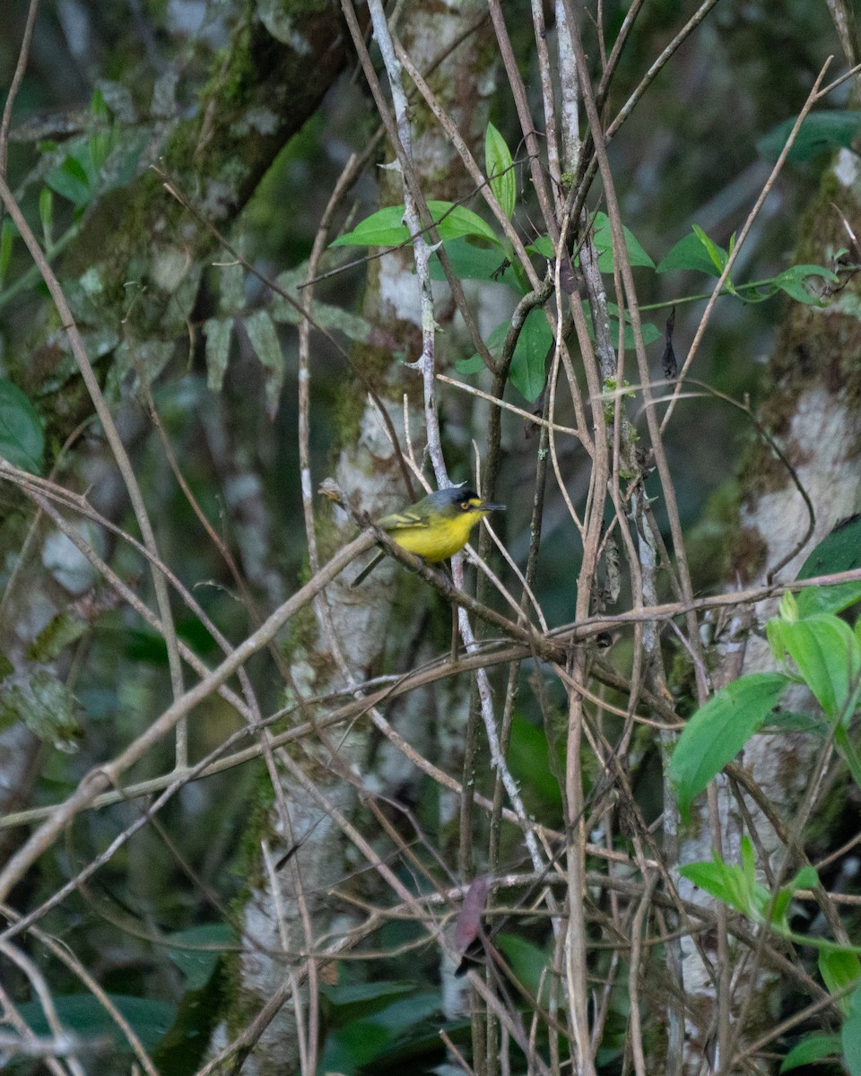 Gray-headed Tody-Flycatcher - ML640709221