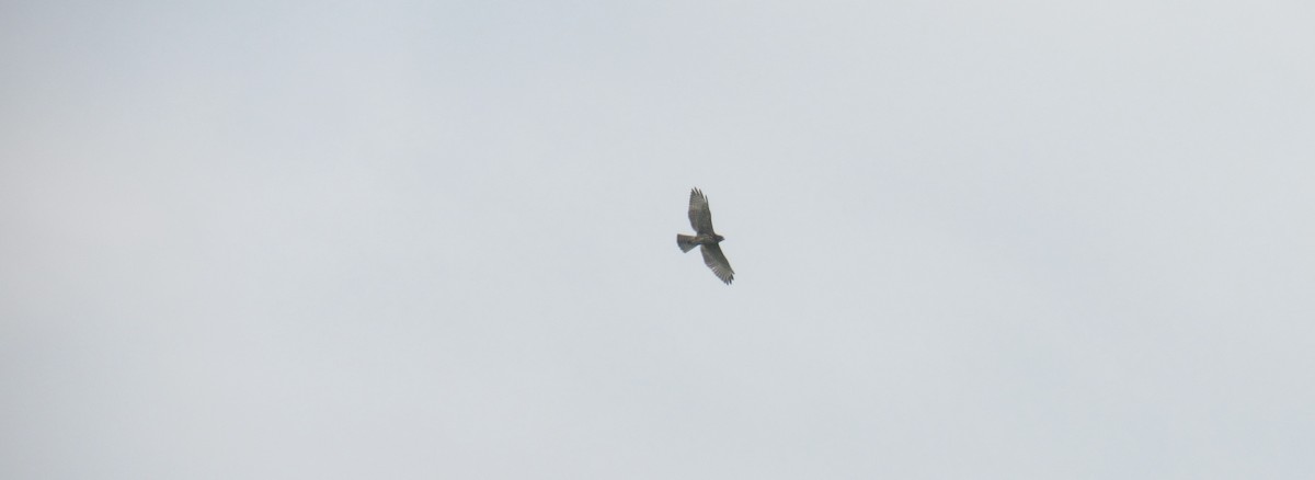 Broad-winged Hawk - ML640709222