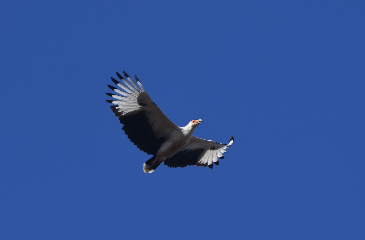 Palm-nut Vulture - ML640709223