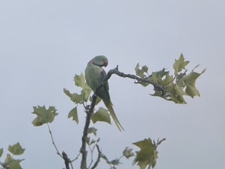 Alexandrine Parakeet - ML640709232