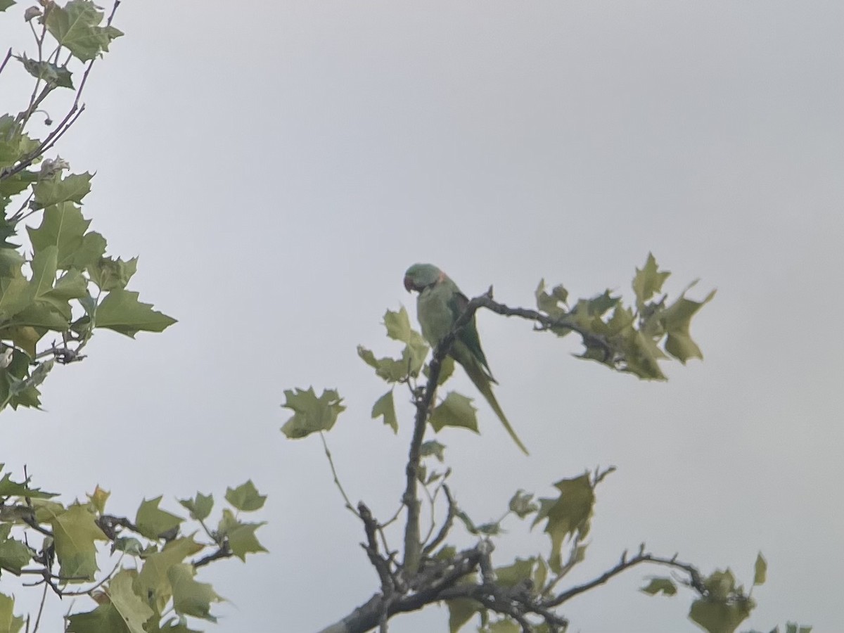 Alexandrine Parakeet - ML640709233