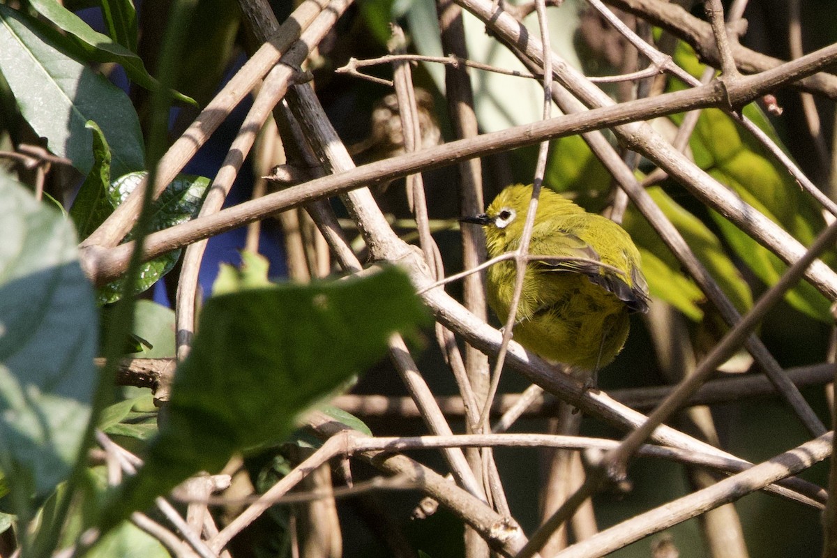 Green White-eye - ML640709234