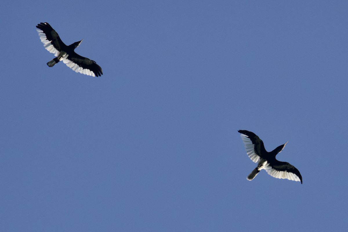 Black-and-white-casqued Hornbill - ML640709257