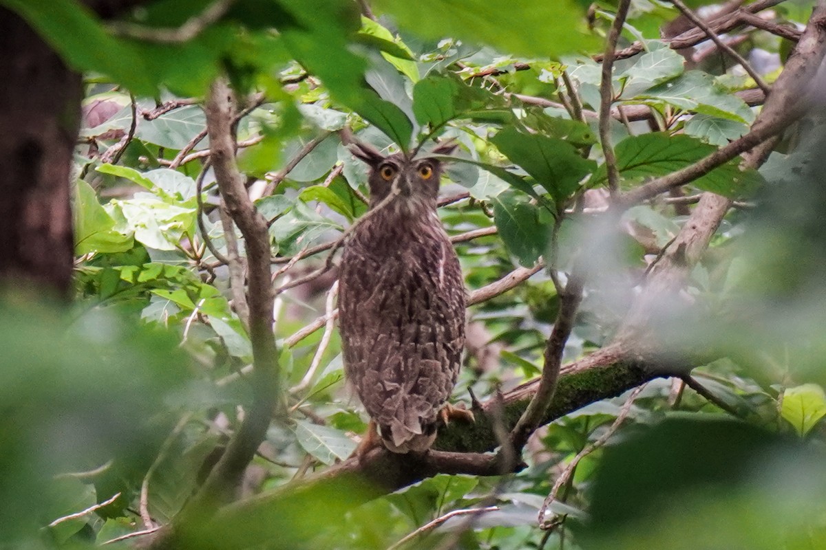 Brown Fish-Owl - ML640709278