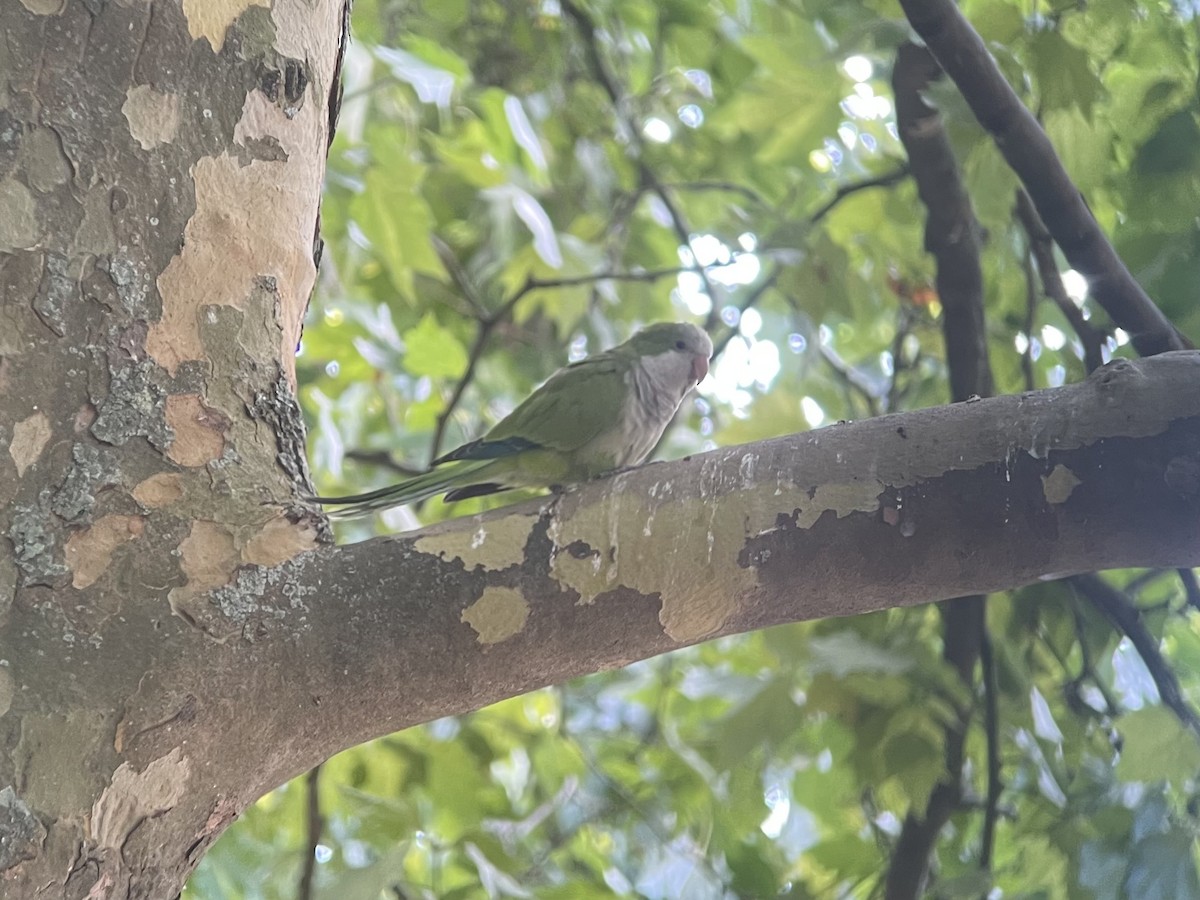 Monk Parakeet - ML640709294