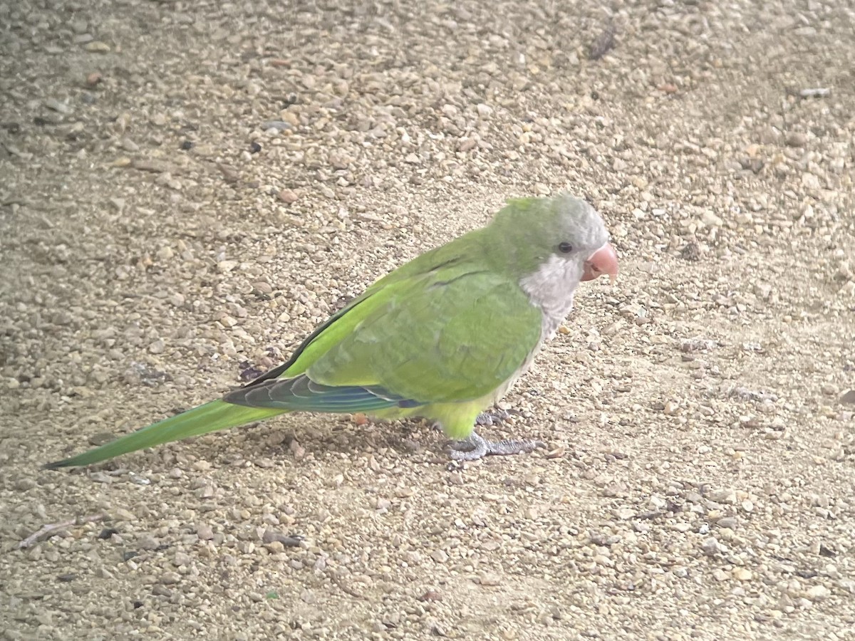 Monk Parakeet - ML640709295