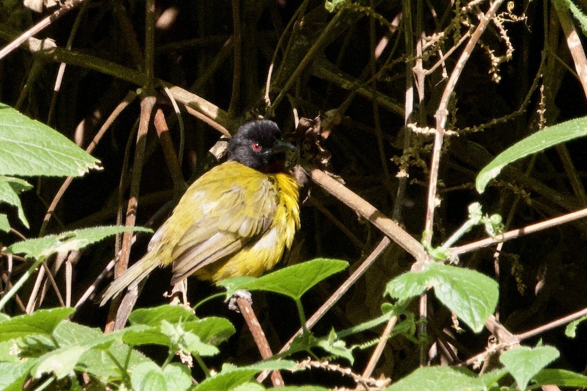 Strange Weaver - ML640709343
