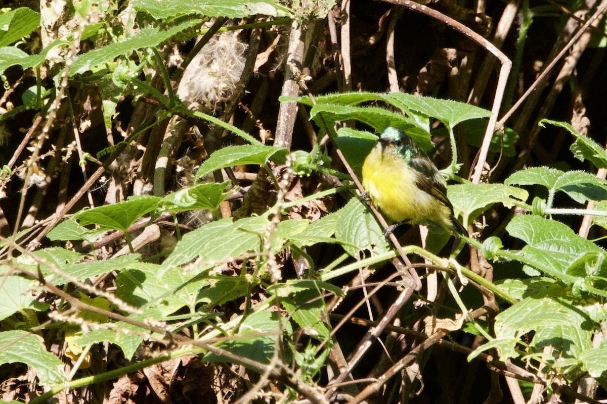 Collared Sunbird - ML640709385