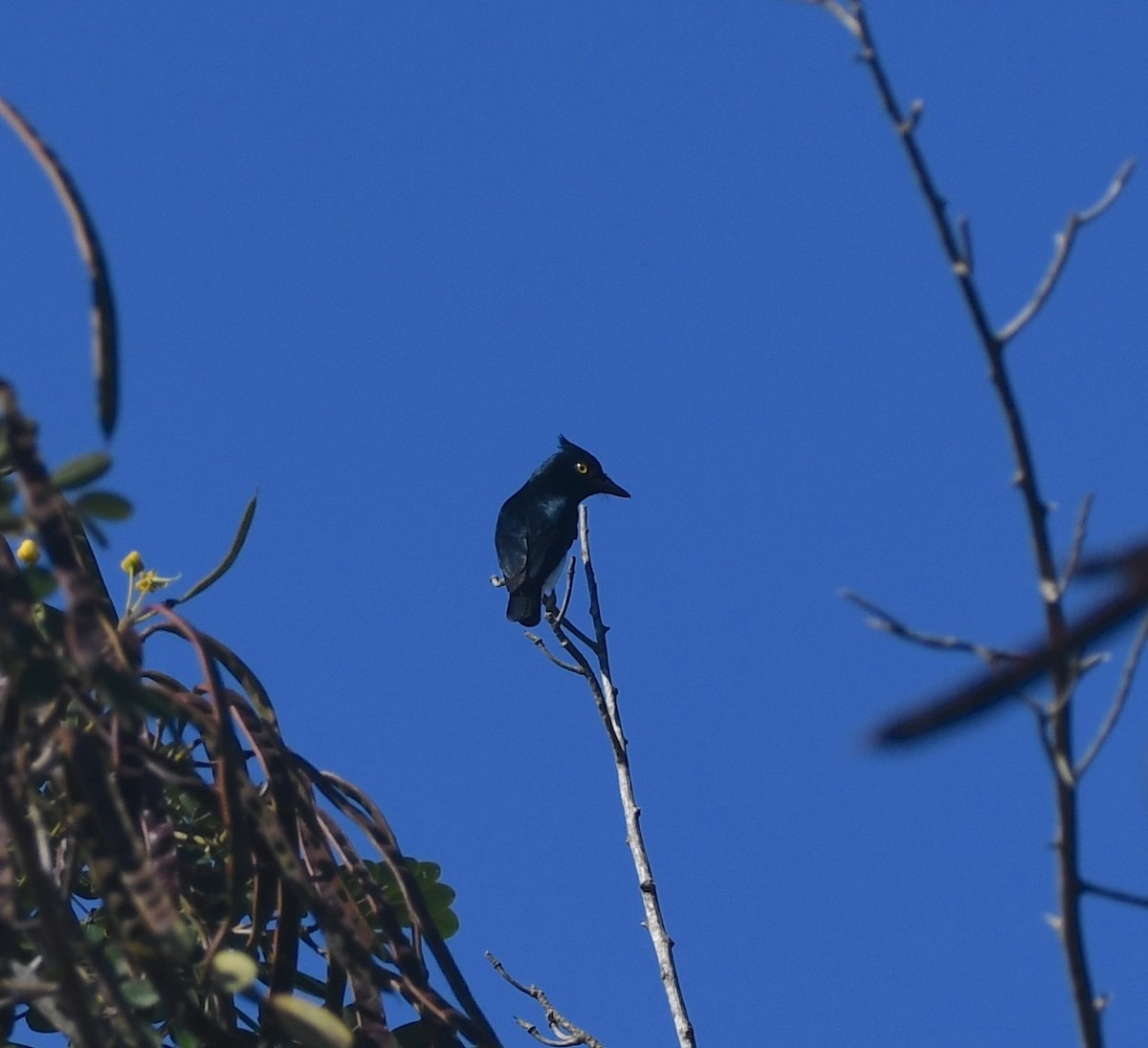 Black-and-white Shrike-flycatcher - ML640709445