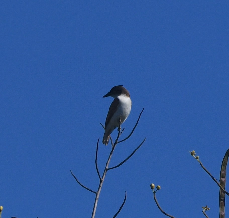 Black-and-white Shrike-flycatcher - ML640709457