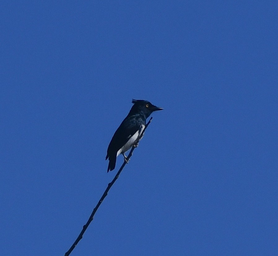 Black-and-white Shrike-flycatcher - ML640709461