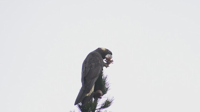 Yellow-tailed Black-Cockatoo - ML640709472