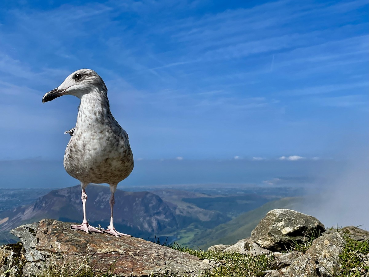 European Herring Gull - ML640709486